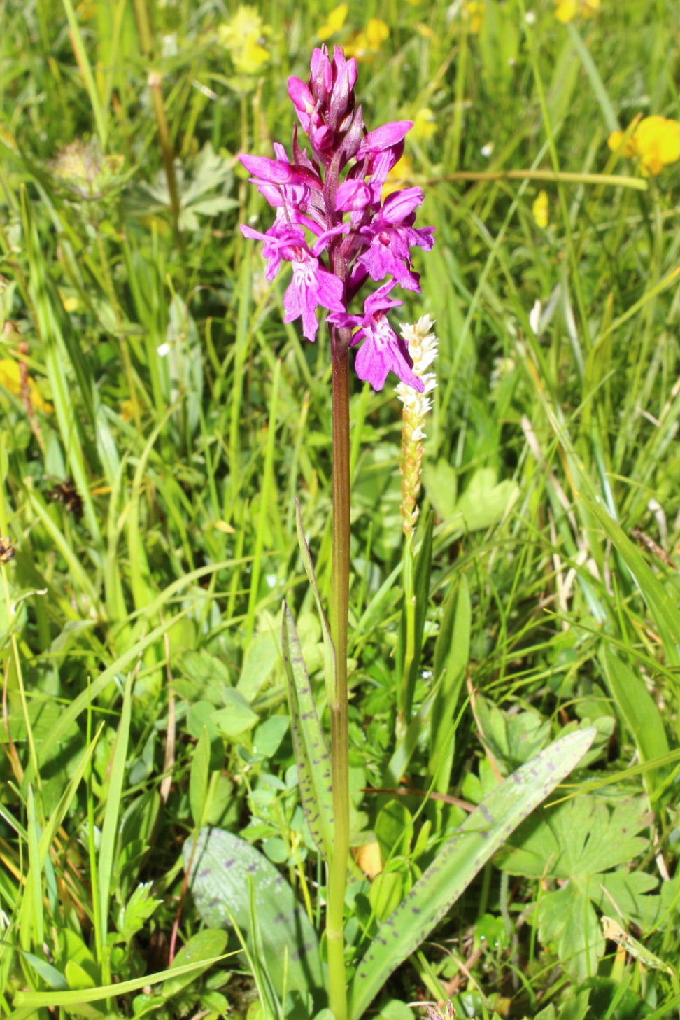 Dactylorhiza da determinare 1